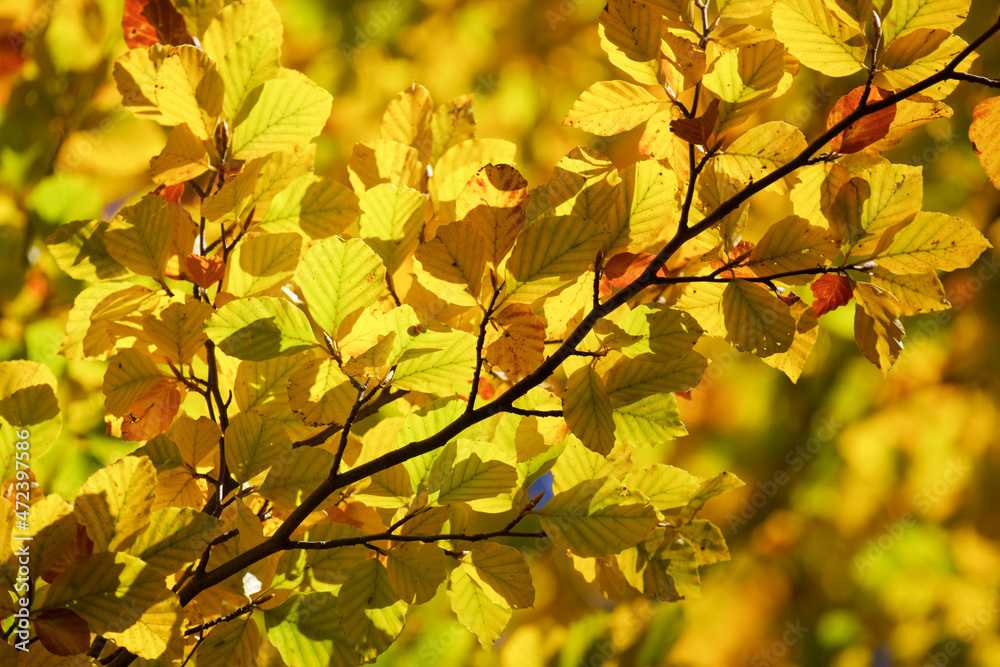 Autumn tree in the Pyrenees Autumn tree in the Pyrenees