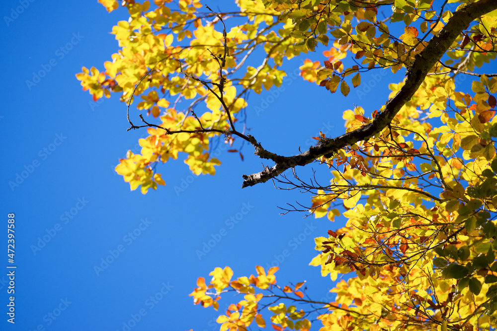Autumn tree in the Pyrenees Autumn tree in the Pyrenees
