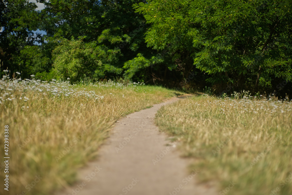 Dirt trail