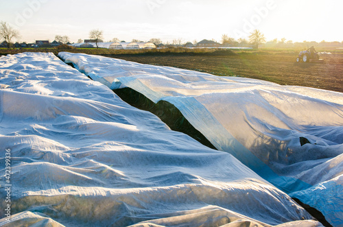 Leek plantation covered with white spunbond fiber on a farm field. Protection of the unharvested crop from night frosts and cold weather. Greenhouse effect over large areas of harvest. White covering photo