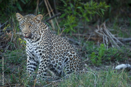 Leopard  Panthera Pardus  female. Mpumalanga. South Africa.