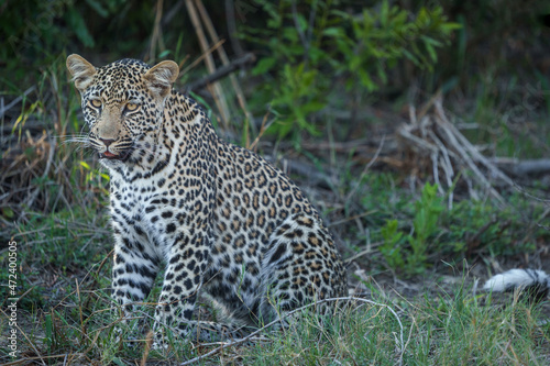 Leopard (Panthera Pardus) female. Mpumalanga. South Africa.