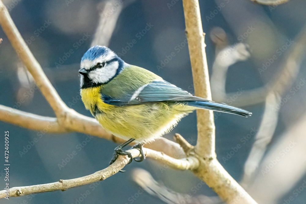 Fototapeta premium Blaumeise