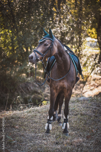 Pferd mit Sattel und Zaumzeug