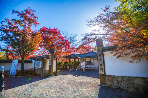 京都 天龍寺の紅葉