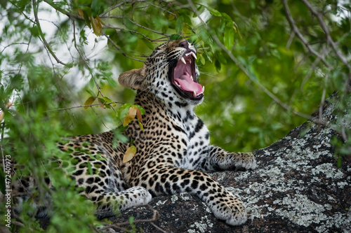 Leopard  Panthera Pardus  female yawning in a African ebony or jackal-berry  Diospyros mespiliformis  tree. Kruger National Park. Mpumalanga. South Africa.