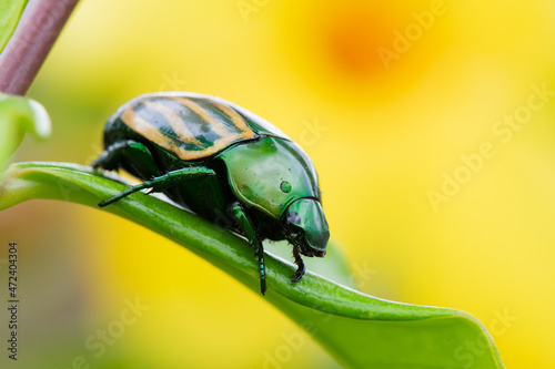 Besouro verde e amarelo photo