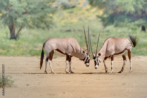 GEMSBUCK (Oryx gazella) contest to dominance . Kgalagadi, kalahari desert