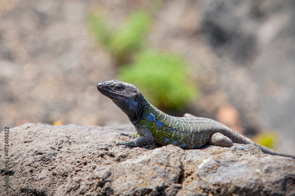Gallotia galloti is a species of lacertid (wall lizard) in the genus Gallotia.
Gallotia galloti is a species of lacertid (wall lizard) in the genus Gallotia.
