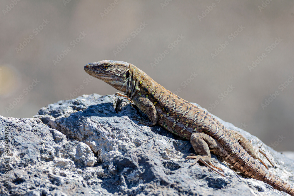 Gallotia galloti  is a species of lacertid (wall lizard) in the genus Gallotia.
