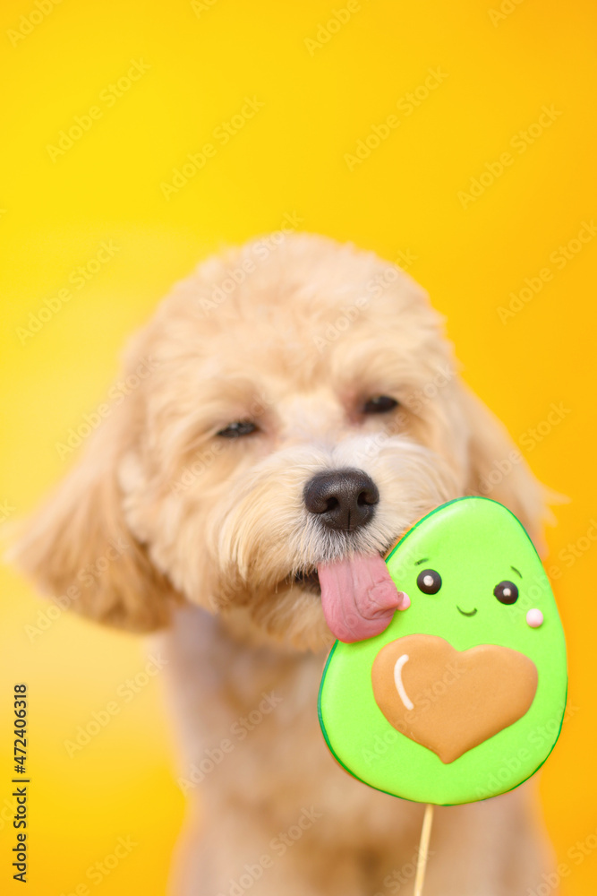 small dog with avocado candy on yellow backgroung