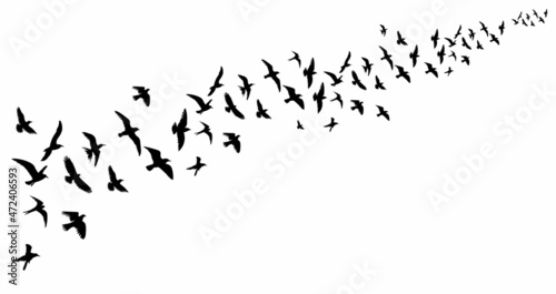 flying flock of birds, black silhouette, vector