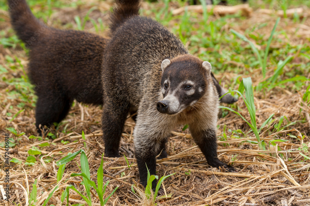 Nasenbär am Rande der Strasse nach Fortuna Costa Rica Nasenbär am Rande der Strasse nach Fortuna Costa Rica
