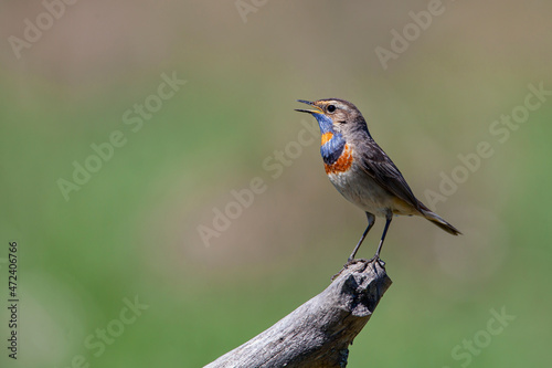 The bluethroat (Luscinia svecica) is a small passerine bird .  © Andrey