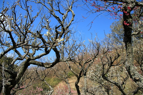 保久良梅林(兵庫県神戸市東灘区)の紅梅と白梅 photo