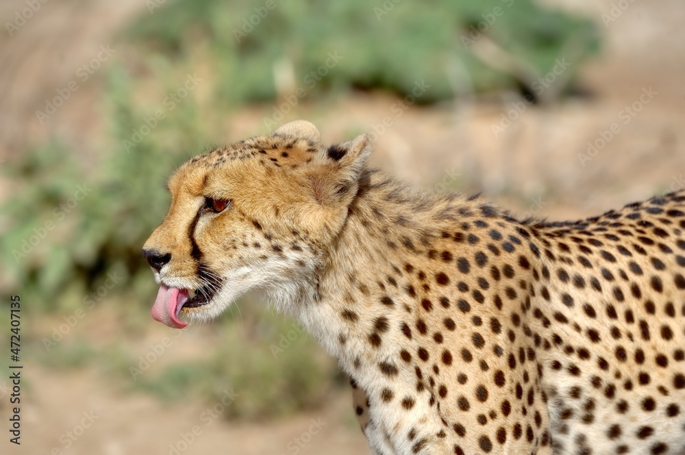 DESERT CHEETAH(Acinonyx jubatus) close up DESERT CHEETAH(Acinonyx jubatus) close up