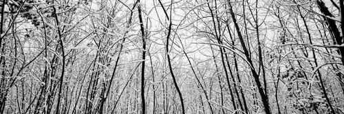 Bnner header with winter snow tree woods background