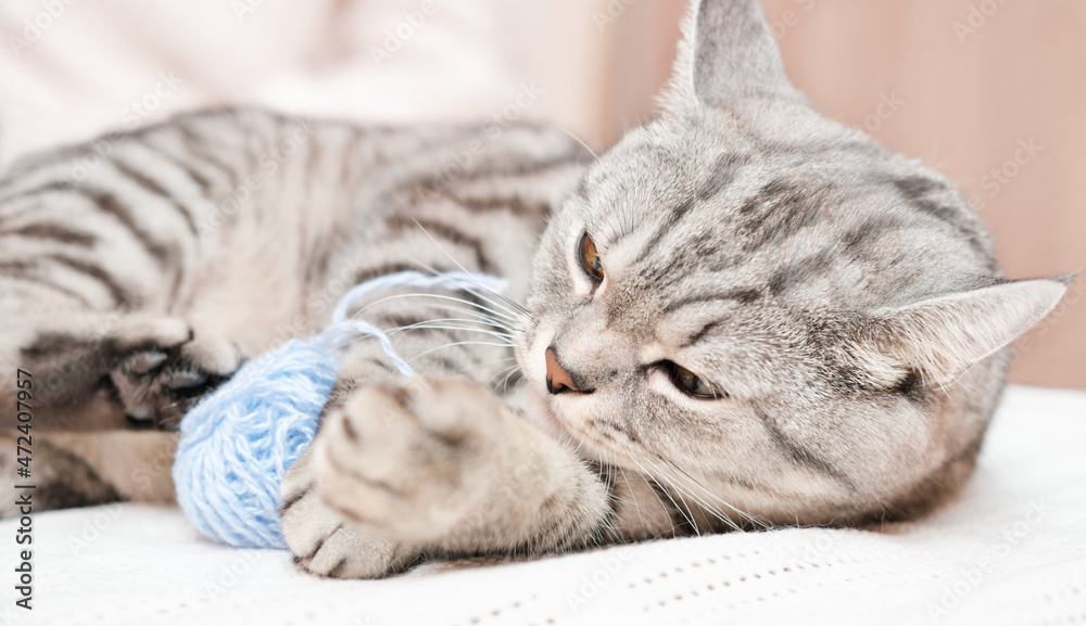 happy tabby grey cat playing with ball of yarn on a bed. beautiful kitten indoors