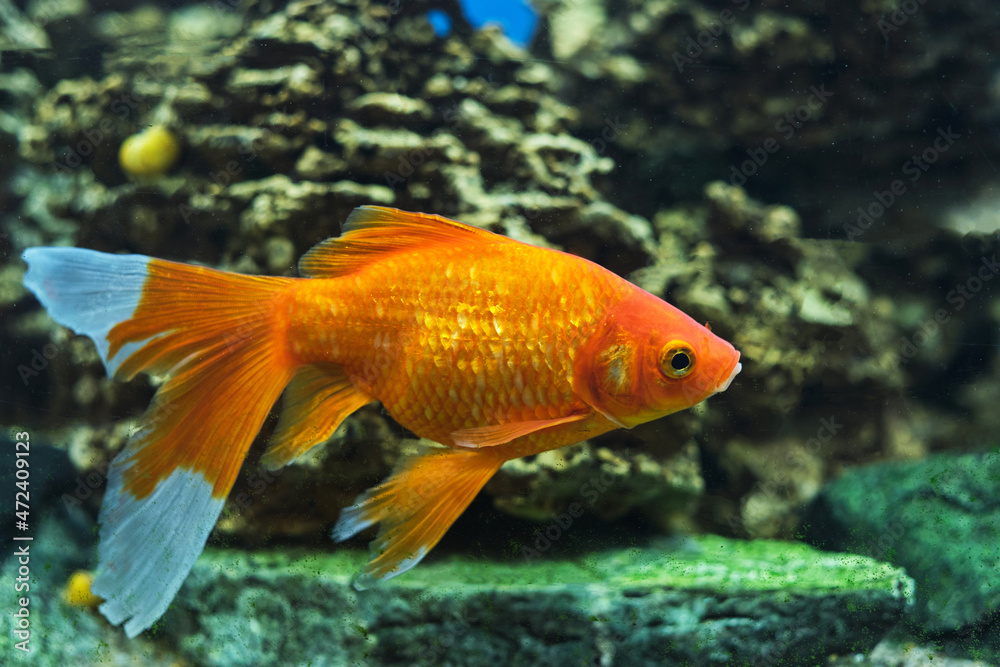 Ray finned goldfish carp family in an aquarium against background of underwater rocks. Ray finned goldfish carp family in an aquarium against background of underwater rocks.