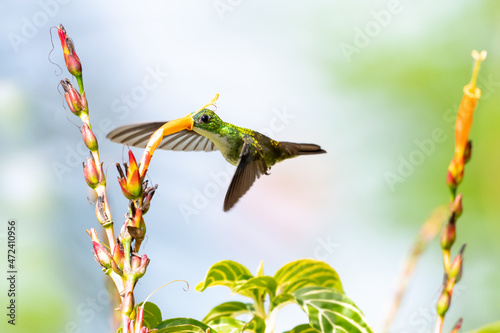 A glittering White-chested Emerald hummingbird, Amazilia brevirostris, feeding on an orange Sanchezia flower in bright natural sunlight.