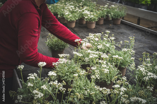 Weiß blühende Blumen werden für den Verkauf in einer Gärtnerei hingestellt.