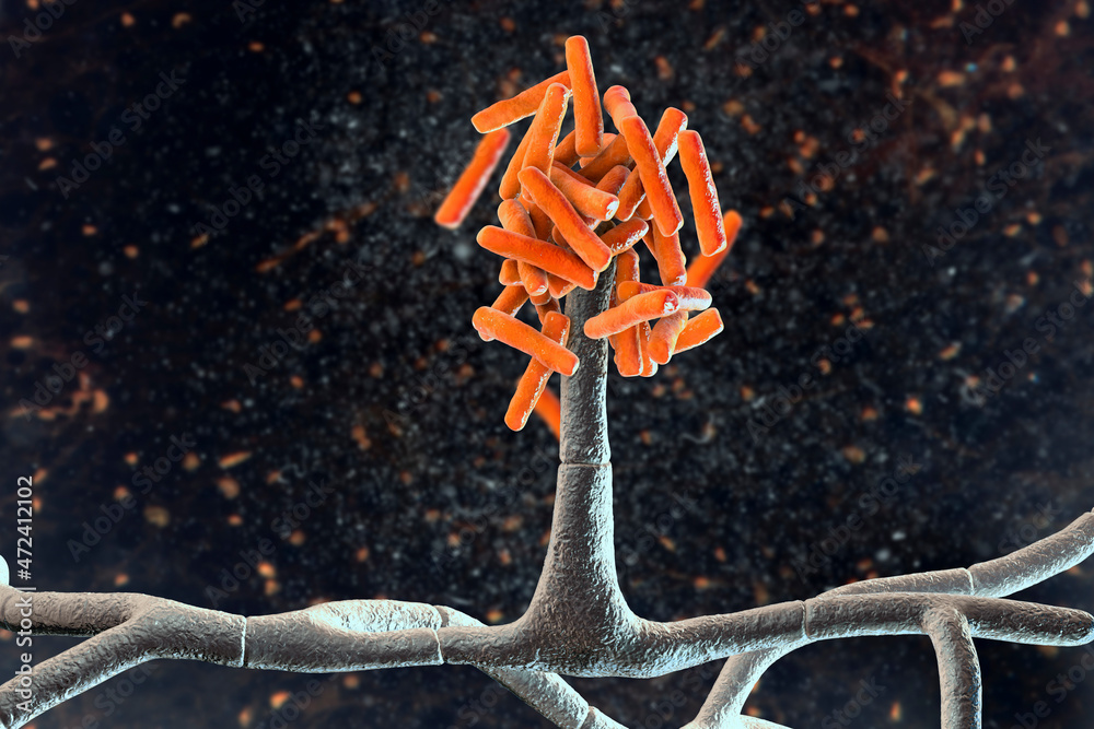 Microscopic fungi Hormographiella, scientific illustration Stock