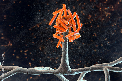 Microscopic fungi Hormographiella, scientific illustration photo