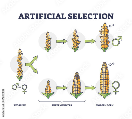 Artificial selection with selective breeding for vegetables outline diagram. Labeled educational corn development stages example with teosinte, intermediates or modern plant stages vector illustration photo