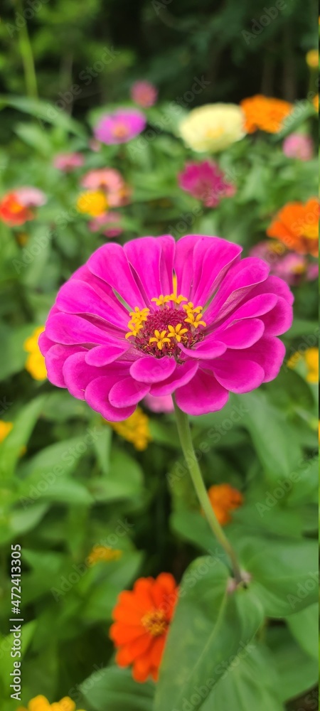 Obraz premium flower