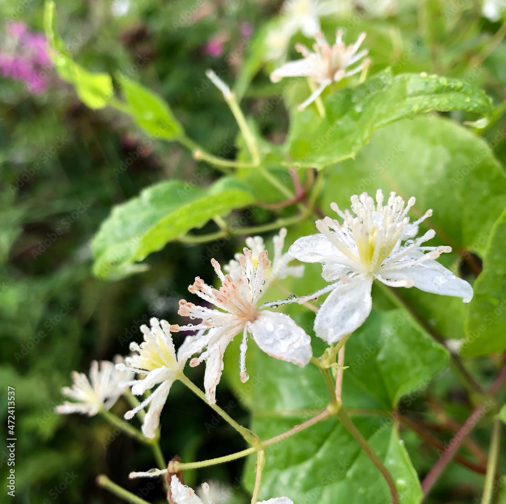 white flower white flower