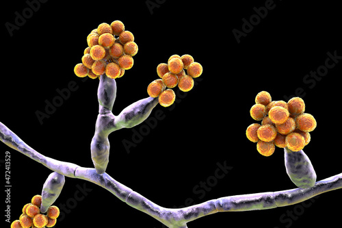 Mould fungi Madurella, 3D illustration photo