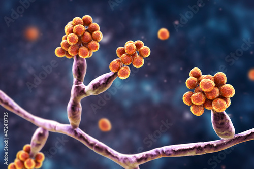 Mould fungi Madurella, 3D illustration photo