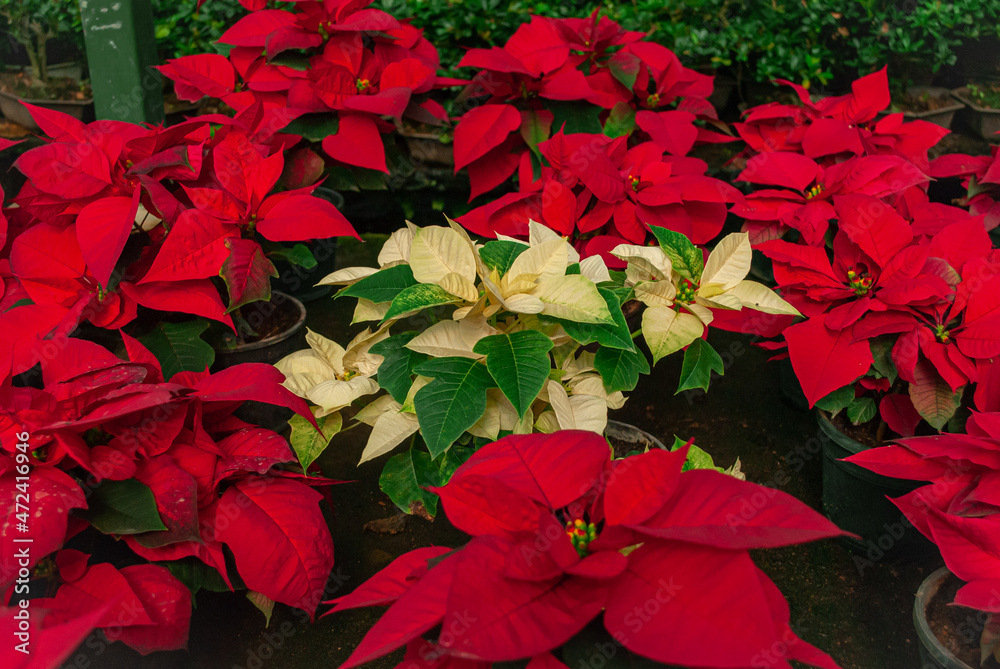 Flor de navidad clara