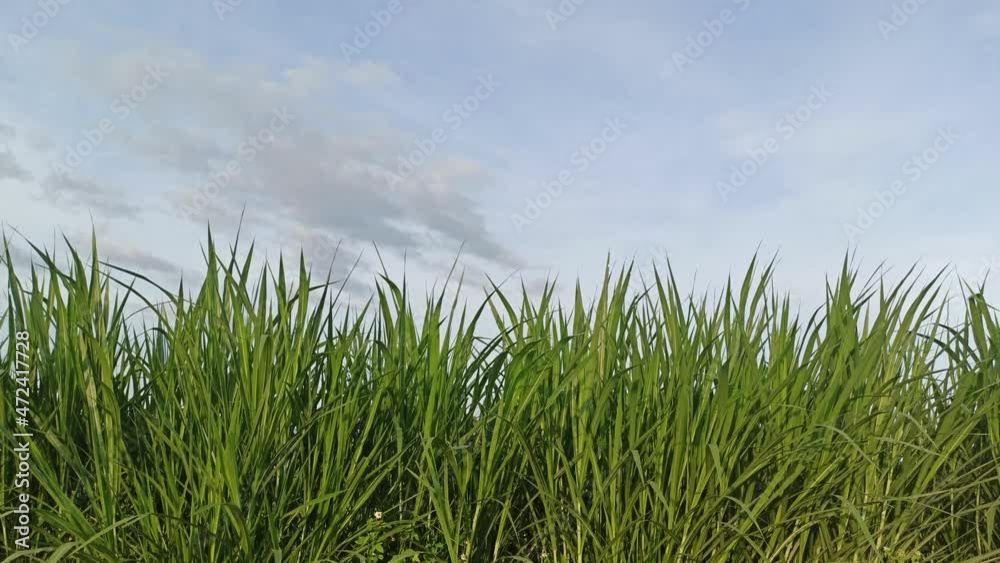 fresh green grass in the field fresh green grass in the field