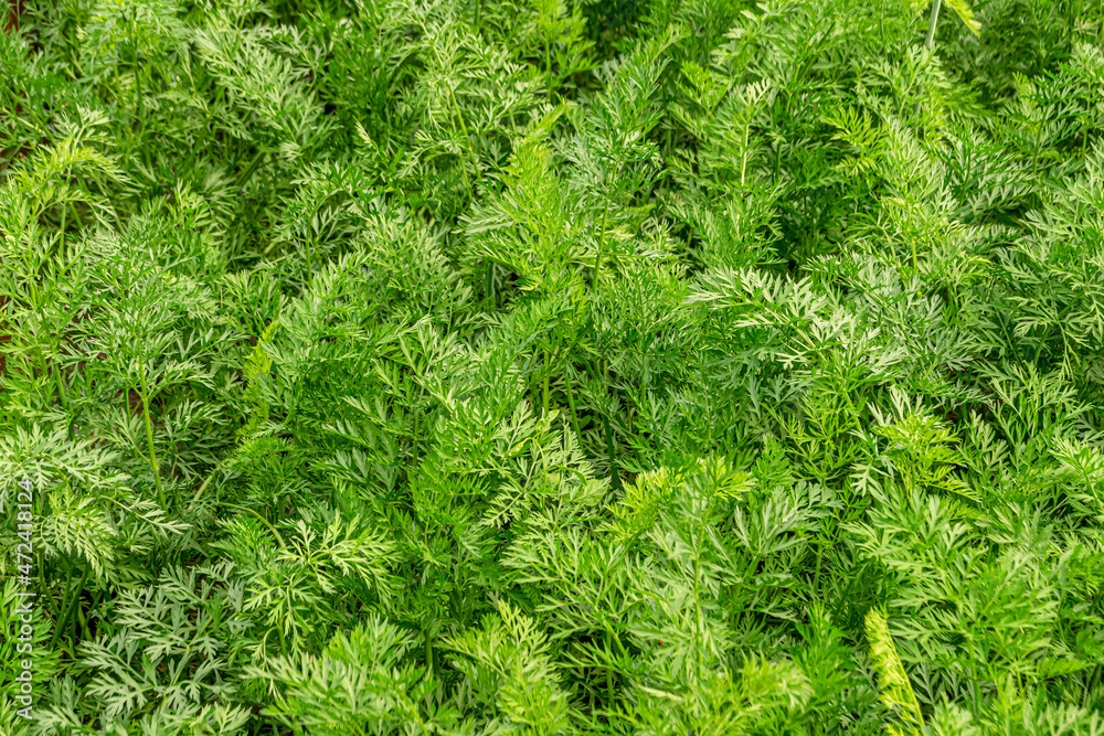 green background carrot leaves texture