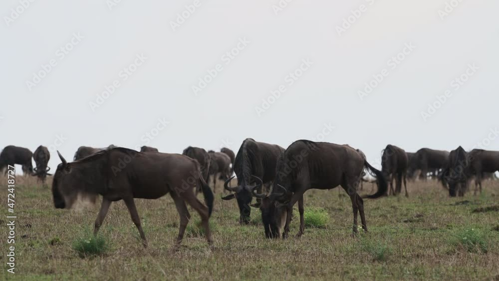 Blue Wildebeest (Connochaetes taurinus) big herd migrating over the Serengeti plains, Tanzania Blue Wildebeest (Connochaetes taurinus) big herd migrating over the Serengeti plains, Tanzania