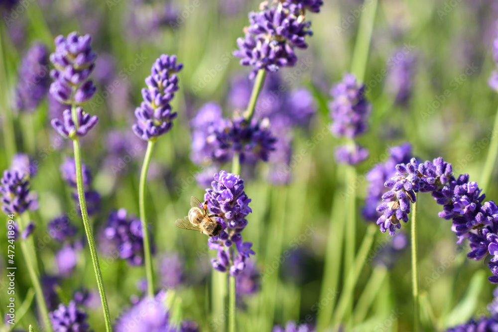 Fototapeta premium Lavendel