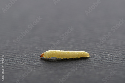 Billede på lærred white maggot isolated on dark background