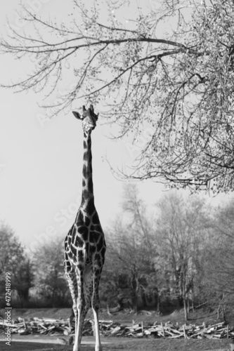 giraffe in the forest, black and white photography