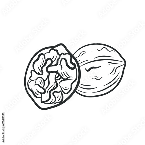Vector Hand Drawn Nut, Walnut Outline Sketch, Coloring Page, Contour Lines Drawing Isolated on White Background.