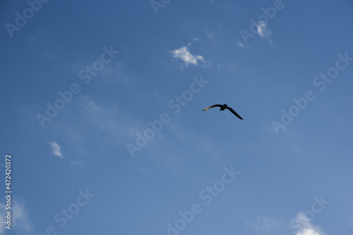 eagull in clean blue sky  sunny day