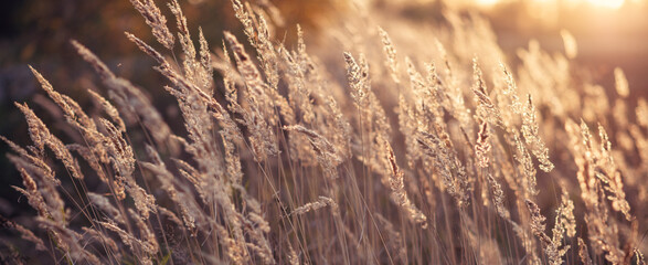 Pampas Grass outdoor. Abstract background with trendy dry reed. Soft focus, blurred background