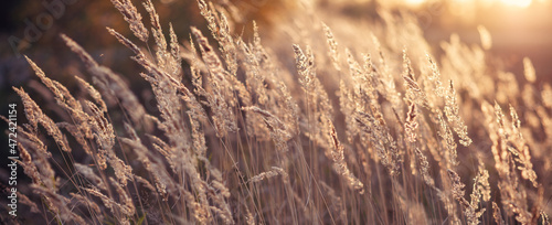 Pampas Grass outdoor. Abstract background with trendy dry reed. Soft focus, blurred background
