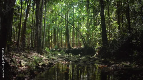 Queensland Australia Kondalilla National Park nature reserve travel destination photo