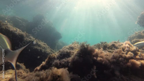 Adriatic sea fish. Underwater shot from the Bay of Boka Kotorska, in Herceg Novi photo