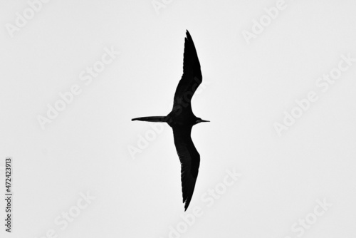 A male Magnificent Frigate Bird is aloft and searching for a meal to steal from other seabirds feeding on fish.