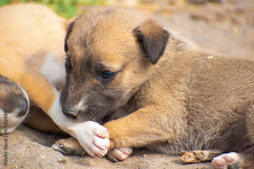 Cute Brown Littile Puppies Sitting in corner Cute Brown Littile Puppies Sitting in corner