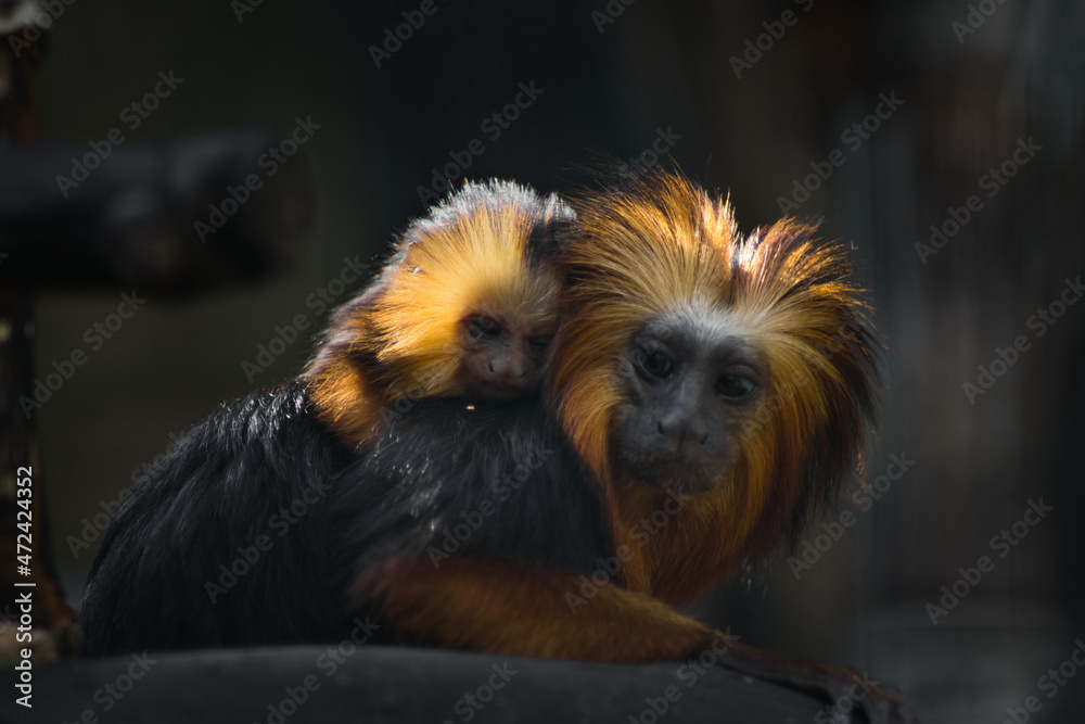 Fototapeta premium Goldkopflöwenäffchen mit Baby