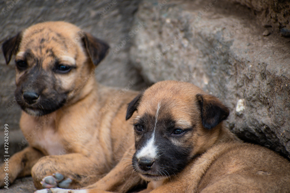 Cute Brown Littile Puppies Sitting in corner Cute Brown Littile Puppies Sitting in corner
