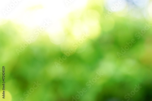  Sunny abstract green nature background. 